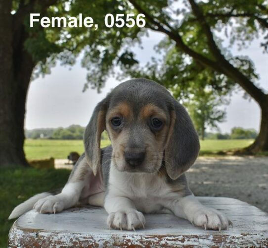 [#26511-03] Blue Tan / White F Beagle Puppies For Adoption