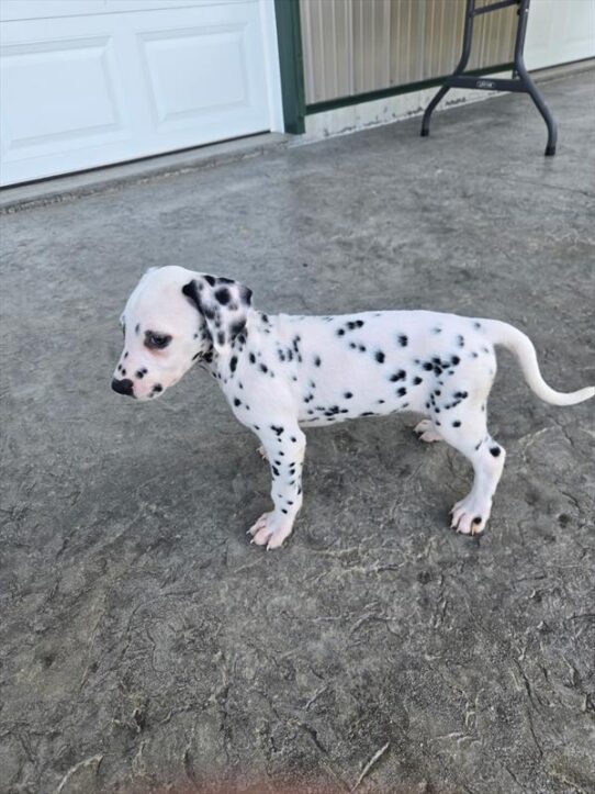 [#26517-03] White / Black F Dalmatian Puppies For Adoption