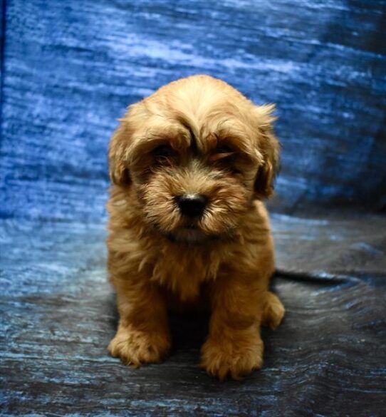 [#26141-03] Red M Whoodle Mini 2nd Gen Puppies For Adoption