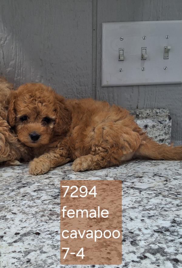 Poodle Mini/Cavapoo - Cuddles Image #1