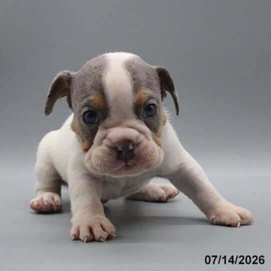 [#26512-05] Lilac M Bulldog/Beabull Puppies For Adoption