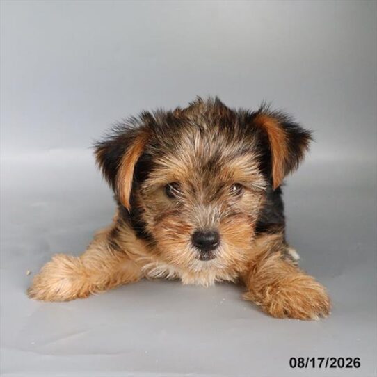 [#26547-02] Black / Tan F Yorkshire Terrier Puppies For Adoption
