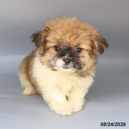 [#26548-01] Sable / White M Pomeranian/Shih Tzu Puppies For Adoption