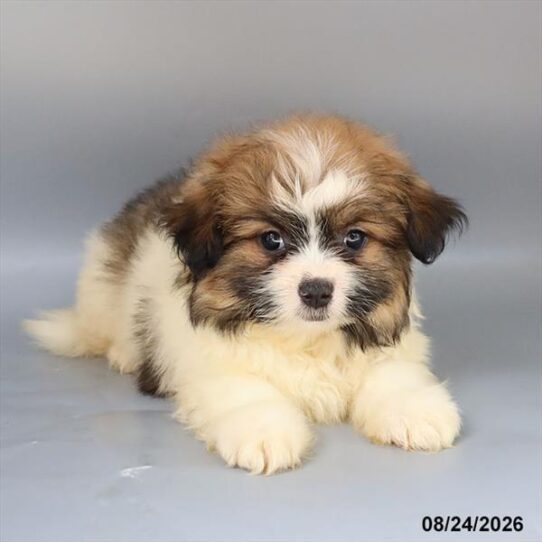 [#26548-03] White / Sable M Pomeranian/Shih Tzu Puppies For Adoption