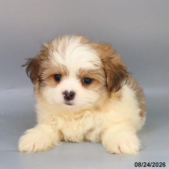 [#26548-06] White / Sable F Pomeranian/Shih Tzu Puppies For Adoption