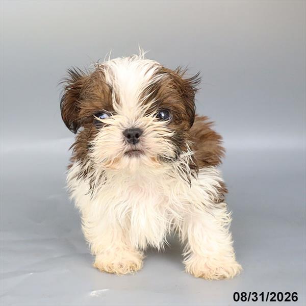 Shih Tzu - Muffin Image #1
