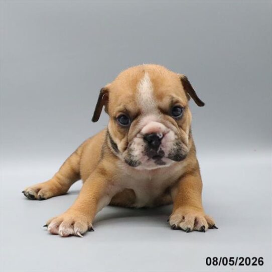 [#26559-06] Red / White F English Bulldog  Puppies For Adoption