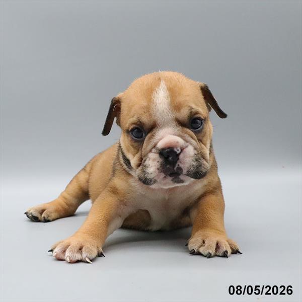 English Bulldog  -  Daisy Image #1