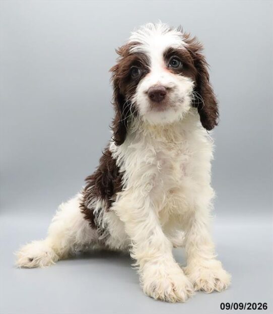 [#26571-07] Liver / White F Springadoodle Puppies For Adoption