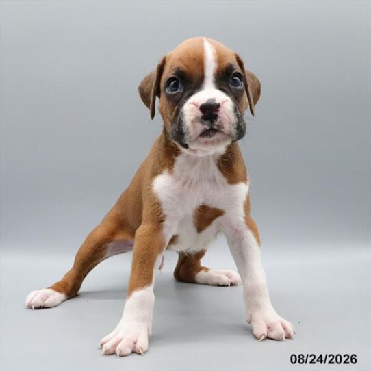 [#26579-03] Fawn M Boxer Puppies For Adoption
