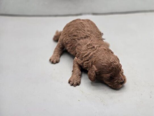 [#2698-03] Red F Goldendoodle Mini F1b Puppies For Adoption