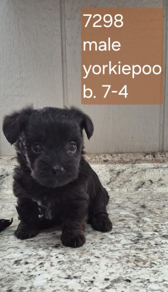 [#26494-02] Black M Yorkie/Poodle Puppies For Adoption