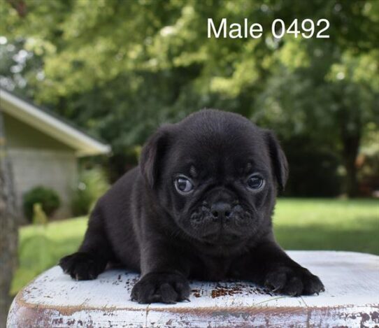 [#26495-01] Black M Pug Puppies For Adoption