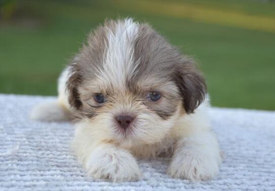 [#26615-02] Sable / White M Shih Tzu Puppies For Adoption