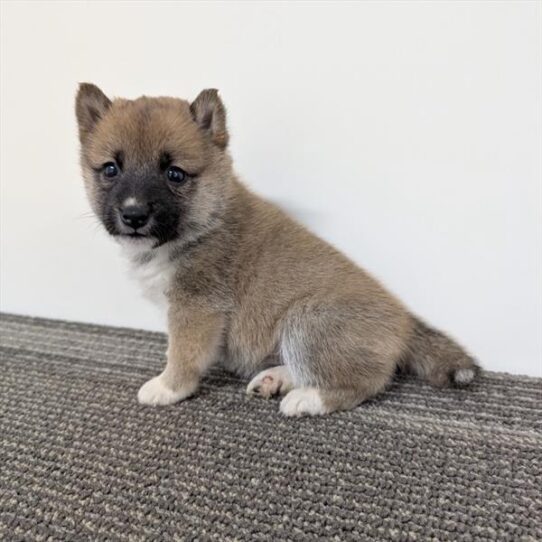 [#26692-07] Red F Shiba Inu Puppies For Adoption