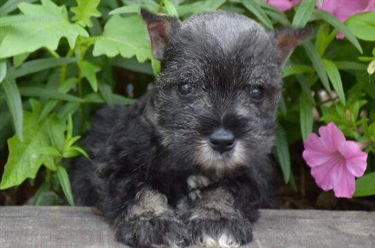 [#26679-02] Salt / Pepper M Miniature Schnauzer Puppies For Adoption