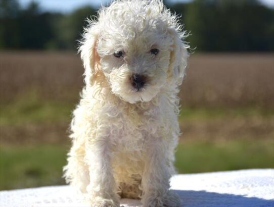 [#26728-05] White F Poodle Mini Puppies For Adoption