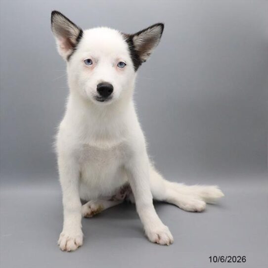 [#26576-06] White / Black F Pomsky Puppies For Adoption