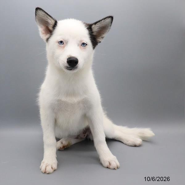 Pomsky - 5965156 Image #1