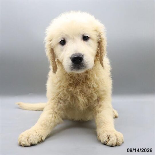 [#26588-02] Cream F Golden Retriever Puppies For Adoption