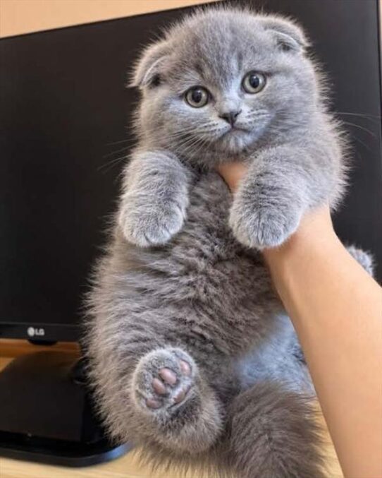 [#26693-04] Blue F Scottish Fold Kittens For Adoption