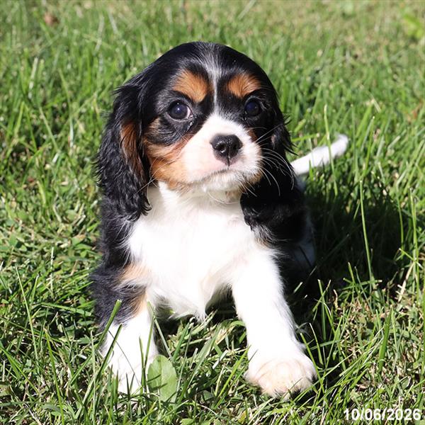 Cavalier King Charles Spaniel - 5965158 Image #1