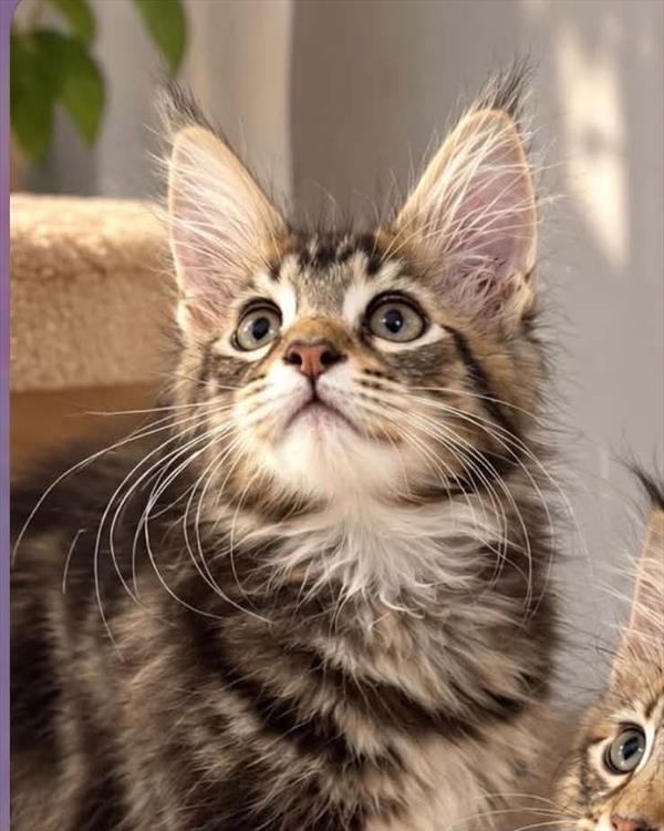tatum - maine coon Image #1