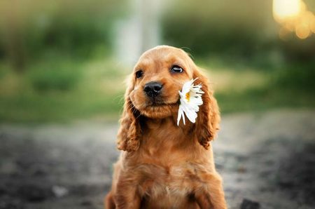 american cocker spaniel red puppy very cute eyes portrait with f