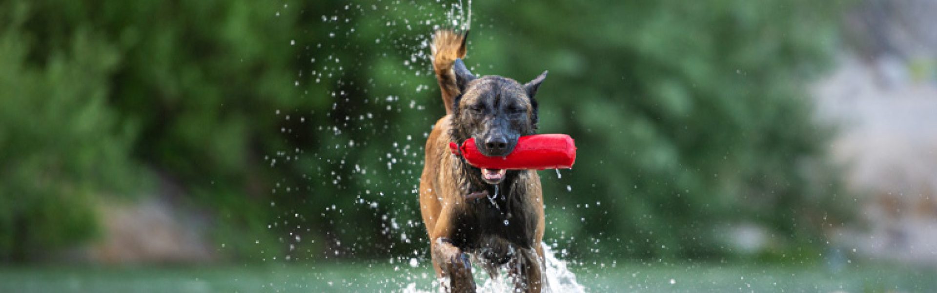 dog running lake