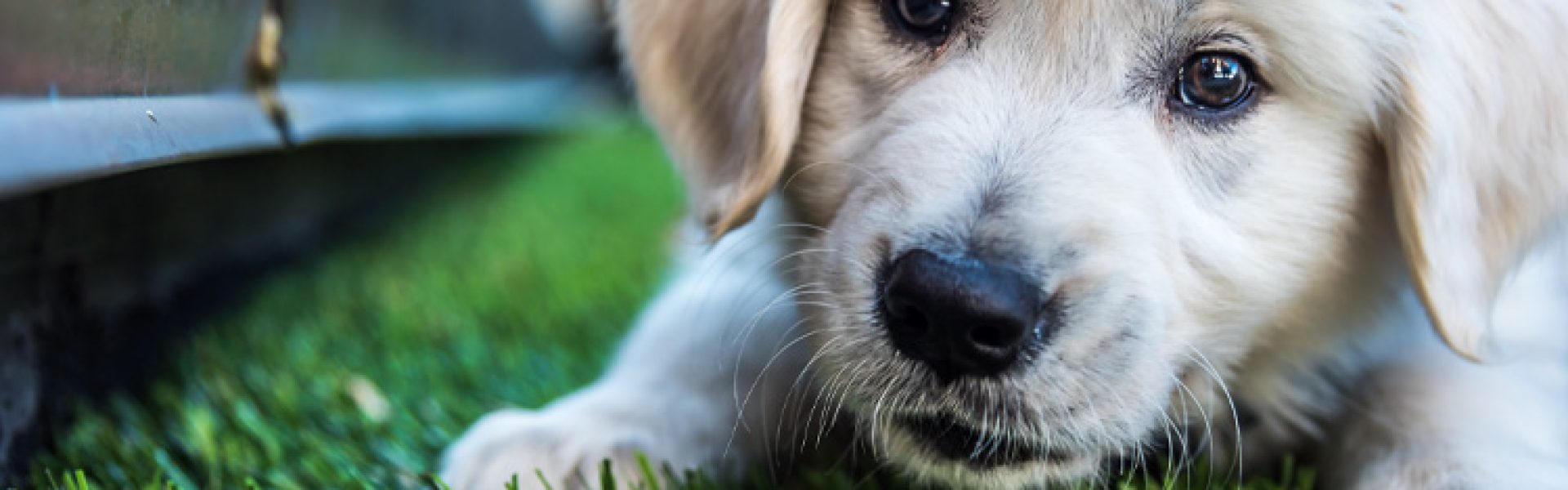 golden retriever puppy