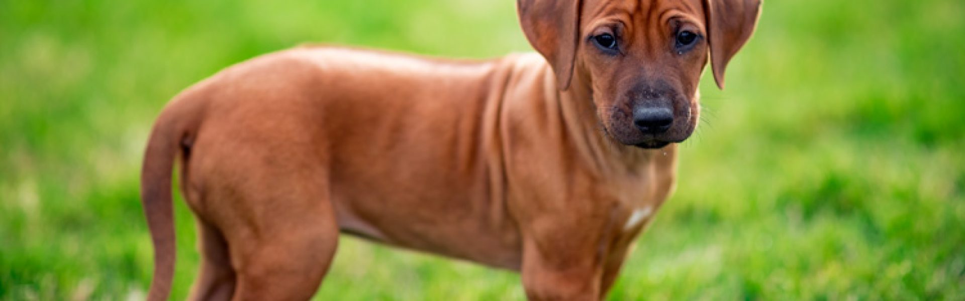 cute healthy puppy