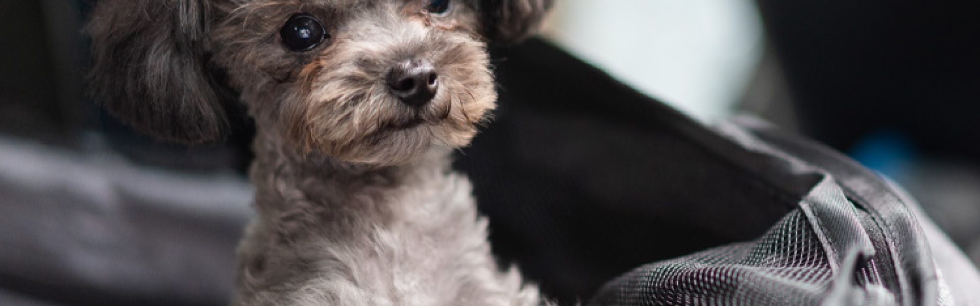 cute puppy looking