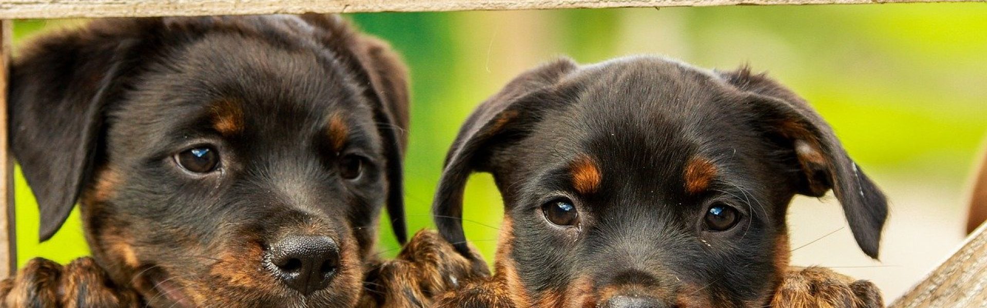 rottweiler, puppy, dog-1785760.jpg