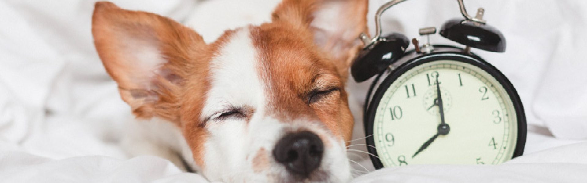 Setting routine for your puppy